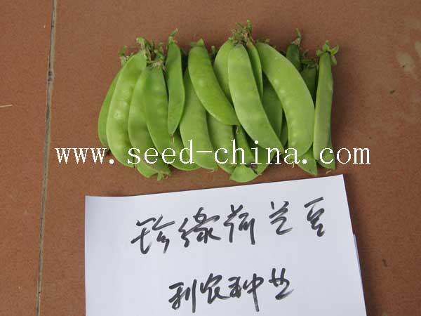 點(diǎn)擊在新窗口中打開(kāi)