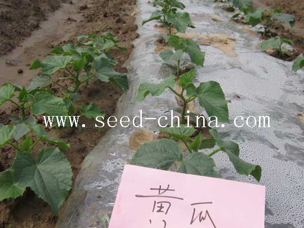 點擊在新窗口中打開