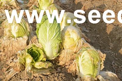 點擊在新窗口中打開