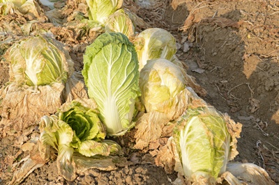 點擊在新窗口中打開