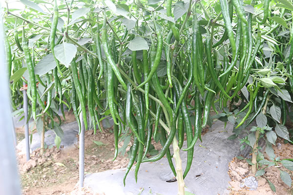 點擊在新窗口中打開