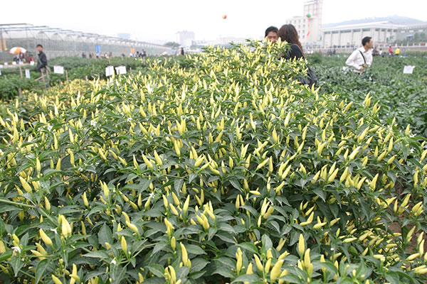 點擊在新窗口中打開