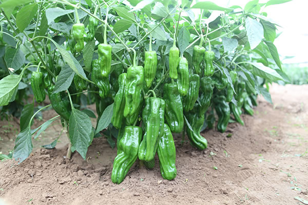 點擊在新窗口中打開